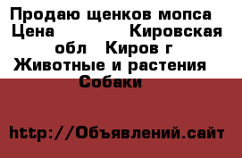 Продаю щенков мопса › Цена ­ 18 000 - Кировская обл., Киров г. Животные и растения » Собаки   